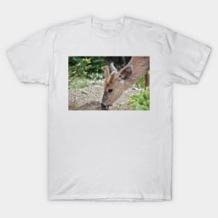 Wild black-tailed deer T-Shirt